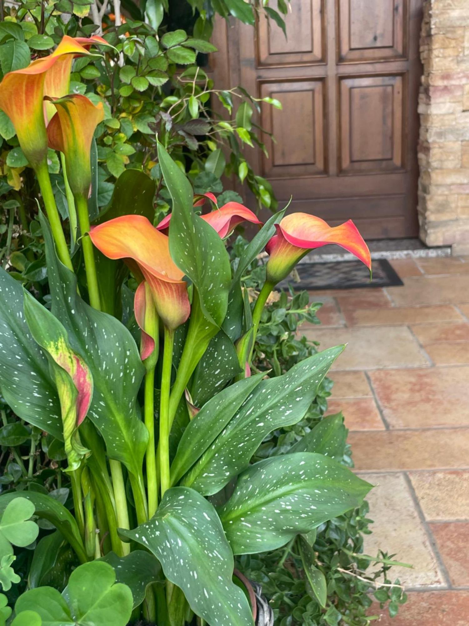 Il Giardino Di Emilia - Intero Appartamento In Villa Con Giardino Privato E Piscina Estiva Pontirolo Nuovo 外观 照片
