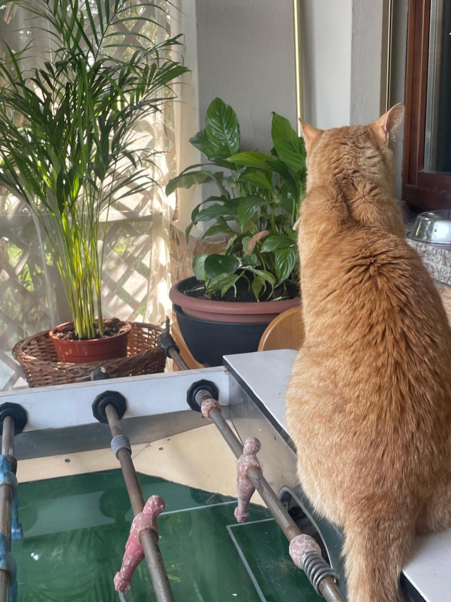 Il Giardino Di Emilia - Intero Appartamento In Villa Con Giardino Privato E Piscina Estiva Pontirolo Nuovo 外观 照片