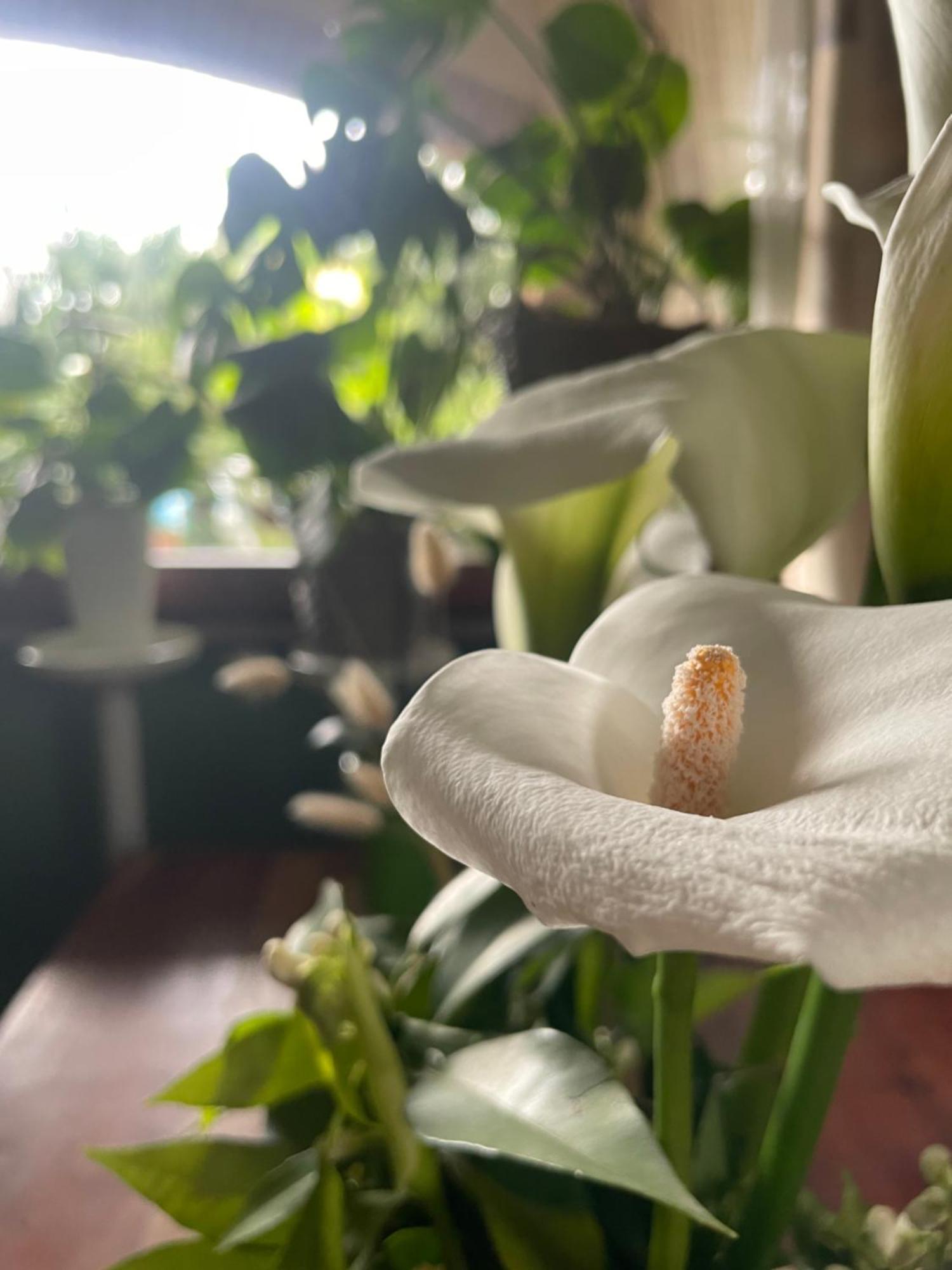 Il Giardino Di Emilia - Intero Appartamento In Villa Con Giardino Privato E Piscina Estiva Pontirolo Nuovo 外观 照片
